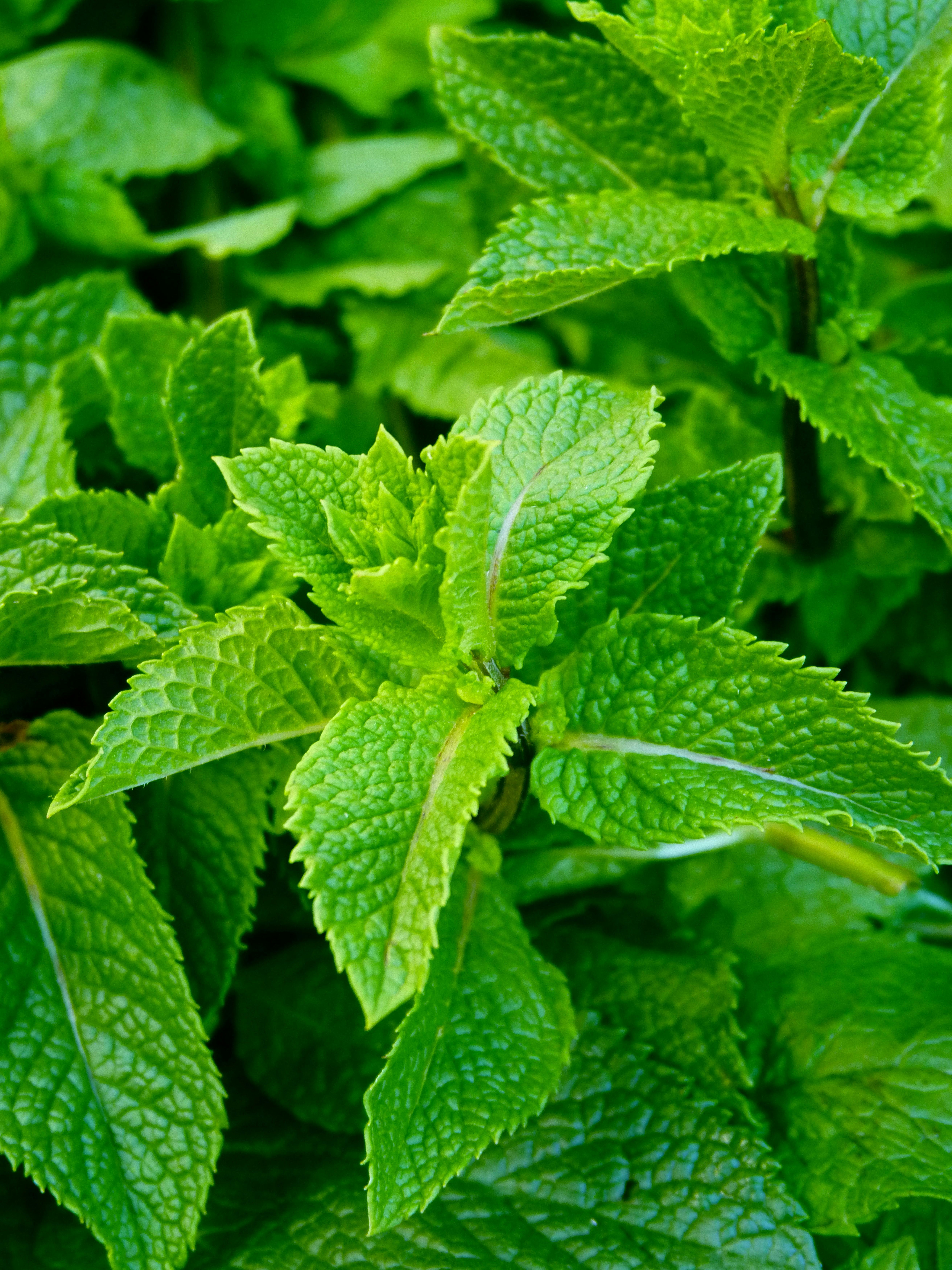 Premium Mint